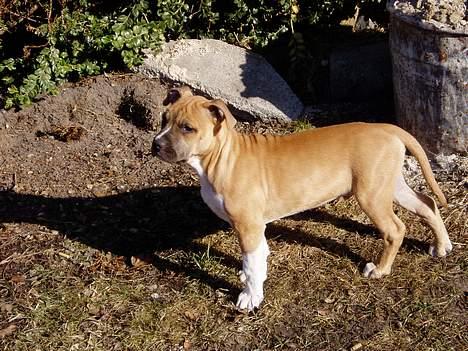 Amerikansk staffordshire terrier Tyson billede 2