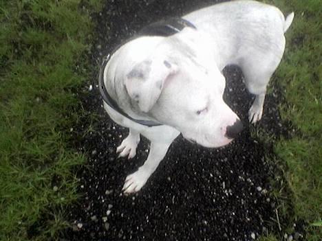 Amerikansk bulldog Nala (Kerteminde) - Hvor er det dejligt og rulle sig i det sorte snavs.. hehe mor.. Skal vi snart i bad? billede 1