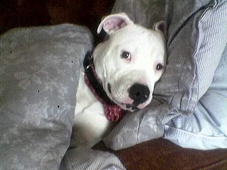 Amerikansk bulldog Nala (Kerteminde) - Mmmm.. Det er dejligt og ligger under mors dyne.. billede 2