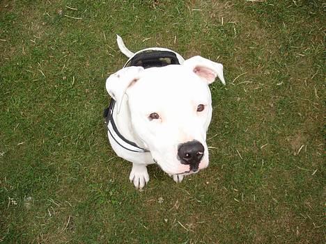 Amerikansk bulldog Nala (Kerteminde) - Se hvor flot jeg sidder... billede 3