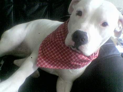 Amerikansk bulldog Nala (Kerteminde) - Se! Er jeg ikke sød..  billede 4