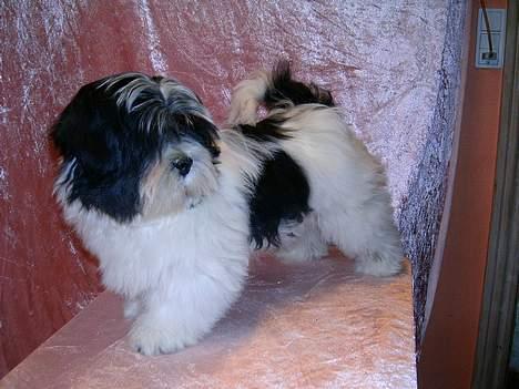 Lhasa apso Nemo billede 1