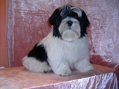 Lhasa apso Nemo billede 3