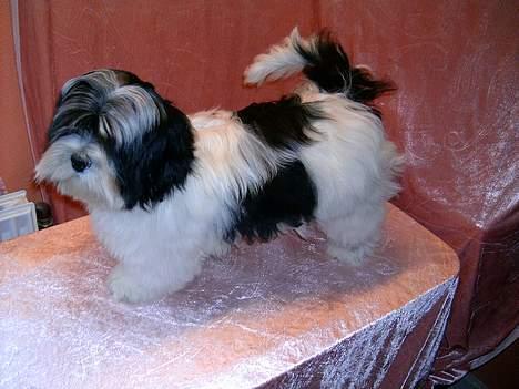 Lhasa apso Nemo billede 4