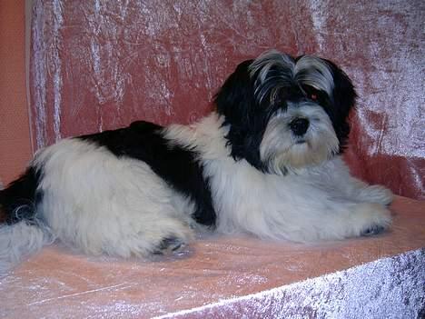 Lhasa apso Nemo billede 5