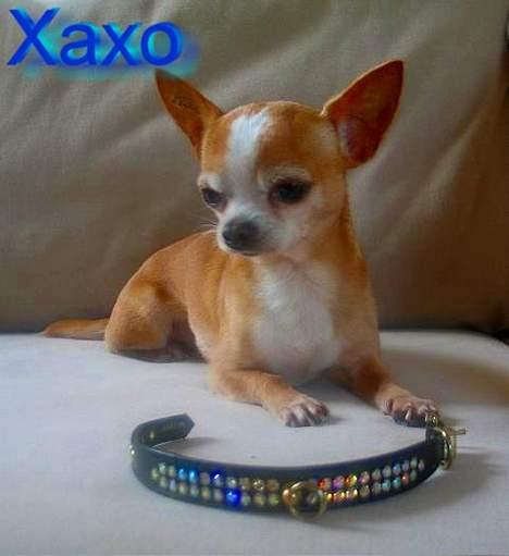Chihuahua Mexi Xaxo (Xaxo) (R.I.P.) billede 8