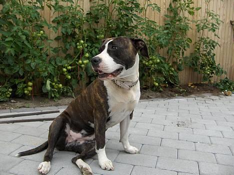 Amerikansk staffordshire terrier amiga 25-11-04 - nyt *23-07-06* sider og ser lækker ud billede 18