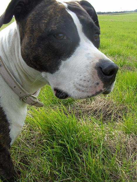 Amerikansk staffordshire terrier amiga 25-11-04 - ja kunne have været et flot billede men hun skulle lige flytte på hovedet. *nyt den 20-09-06* billede 19