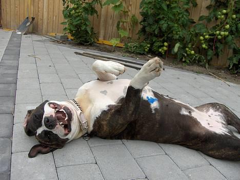 Amerikansk staffordshire terrier amiga 25-11-04 -  *nyt*23-07-06 ligger og får lidt sol. (det blå på hendes mave er fordi hun krasser sig, så hendes pat er ved at gå helt i stykker) billede 20