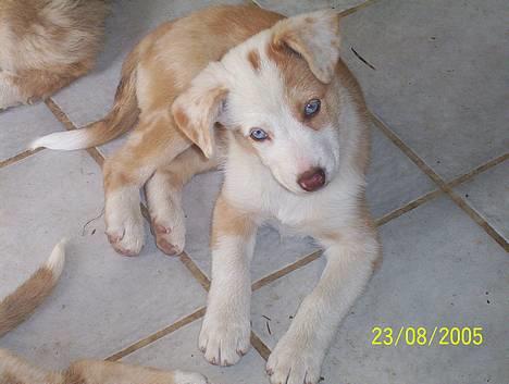 Blanding af racer Svejgaards Fenja - Her er jeg.. billede 1