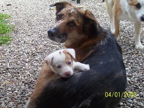 Blanding af racer Svejgaards Fenja - Mig og min mor.. billede 2