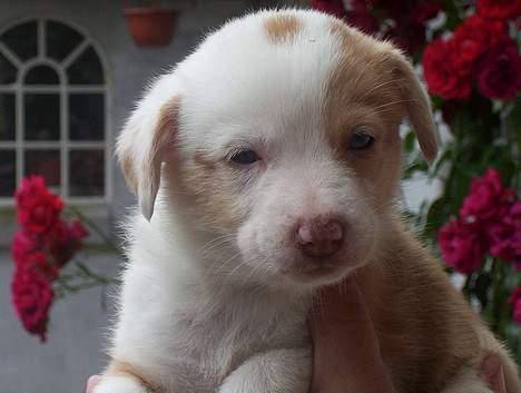 Blanding af racer Svejgaards Fenja billede 3