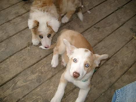 Blanding af racer Svejgaards Fenja - Mig og min søster Sif.. billede 4
