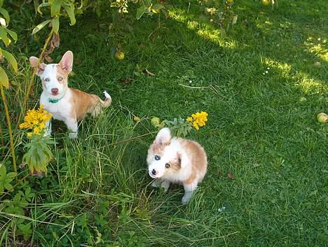 Blanding af racer Svejgaards Fenja billede 5