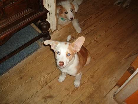 Blanding af racer Svejgaards Fenja - Hov svært at holde styr på ørene billede 6