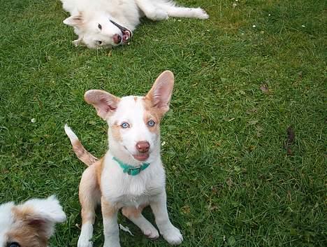 Blanding af racer Svejgaards Fenja - se er jeg ikke fin. billede 7