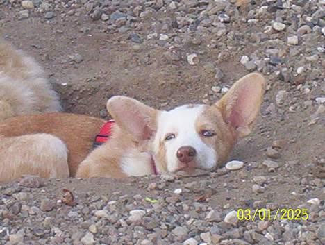 Blanding af racer Svejgaards Fenja - Hi hi har lige fundet et hul.. billede 8