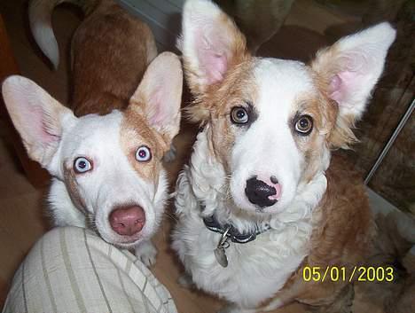 Blanding af racer Svejgaards Fenja - Mig og min søster Sif. billede 9