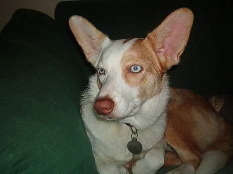 Blanding af racer Svejgaards Fenja billede 10