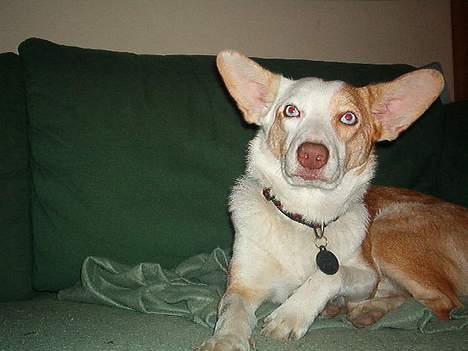 Blanding af racer Svejgaards Fenja - Se lige mine øre .. billede 11