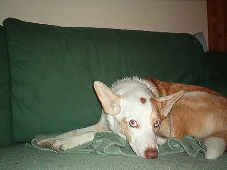 Blanding af racer Svejgaards Fenja - Såå nu vil jeg sove.. billede 12