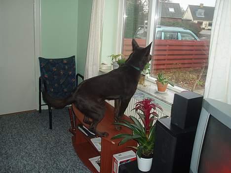 Australsk kelpie Pomba - sådan holder jeg kattene væk fra min have billede 6