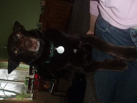 Australsk kelpie Pomba - det er dejligt og bliv ved  billede 7