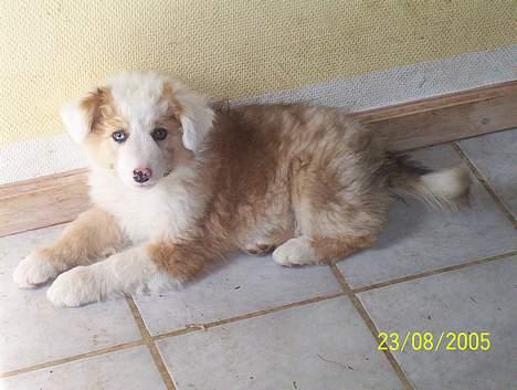 Blanding af racer Svejgaards Sif billede 2