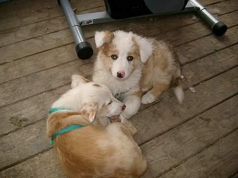 Blanding af racer Svejgaards Sif - Mig og min søster Fenja. billede 3