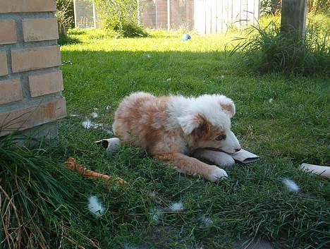 Blanding af racer Svejgaards Sif - hmm hvad skal jeg nu finde på.. billede 4