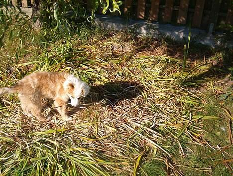 Blanding af racer Svejgaards Sif - Hi hi der var engang et blomsterbed. billede 5