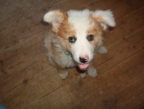 Blanding af racer Svejgaards Sif - er jeg ikke sød.. billede 6