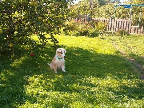 Blanding af racer Svejgaards Sif billede 7