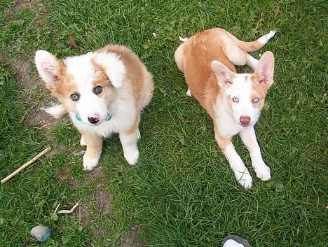 Blanding af racer Svejgaards Sif - Mig og min søster.. billede 8