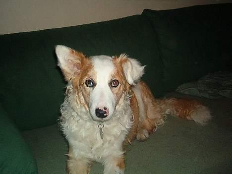 Blanding af racer Svejgaards Sif billede 9