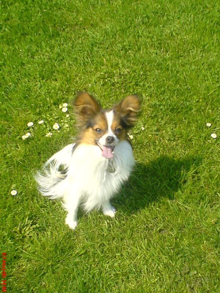 Papillon Elvis - puuuuhaaa... Sikke jeg sveder. Der er godt nok varmt i dag billede 1