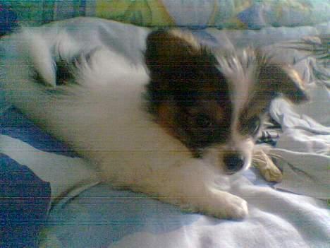 Papillon Elvis billede 2