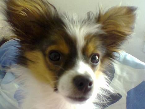 Papillon Elvis billede 3