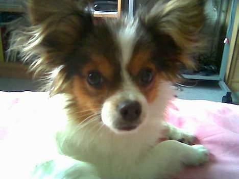 Papillon Elvis billede 4