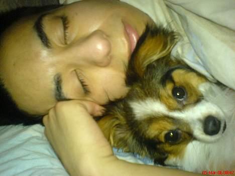 Papillon Elvis billede 5