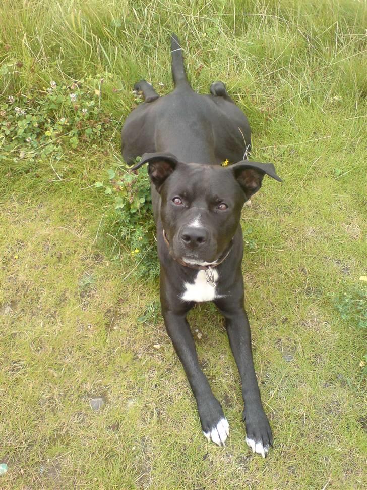 Blanding af racer Morpheus  +R.I.P+ - Kast nu den bold far....... Kaaast nu den bold! billede 1