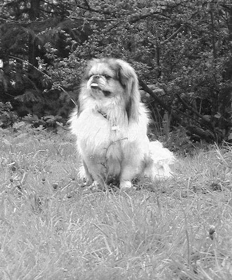 Pekingeser Danger - Savner dig!! 2004 - 2010 billede 9
