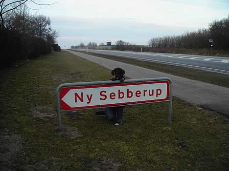 Gravhund member - hej det er min by billede 12