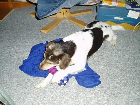 Blanding af racer bølle billede 17