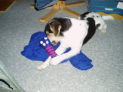 Blanding af racer bølle billede 18