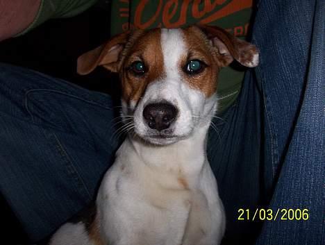 Jack russell terrier Monster - så er jeg her igen.. billede 18