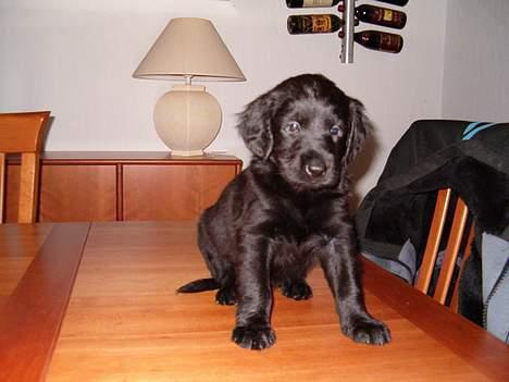 Blanding af racer Rex, ***Solgt*** billede 11