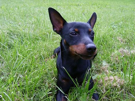 Dvaergpinscher Rødkilde's Chico - Ahh det her er bare livet.... billede 1