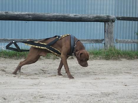 Blanding af racer buggi billede 11