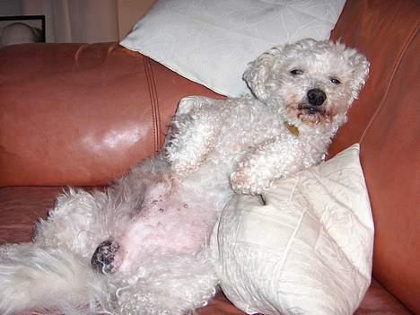 Bichon à poil frisé Oliver - her ligger jeg godt billede 7